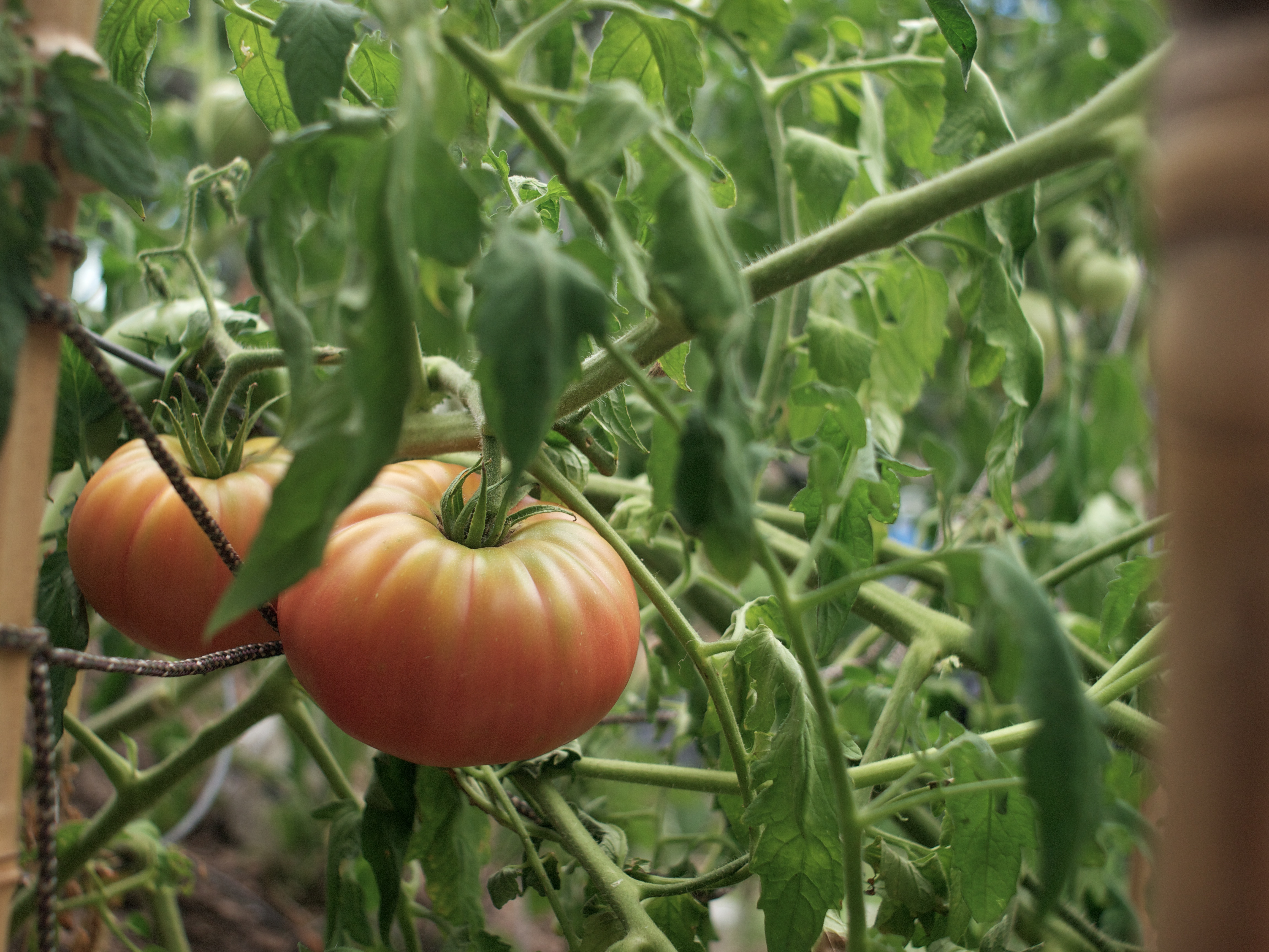 Heirloom Tomato